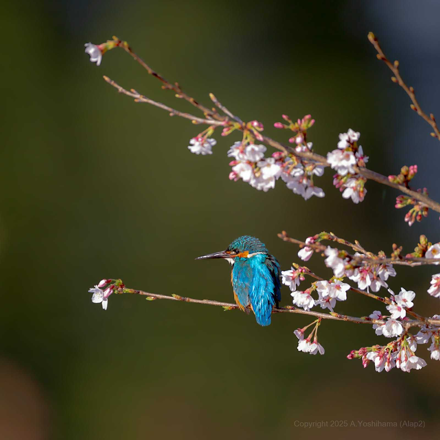 Kachofugetsu - Kingfisher Fountain Pen BUNGUBOX x Esterbrook