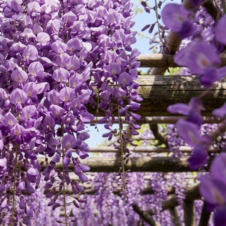 Wisteria Wajima Makie TWSBI ECO
