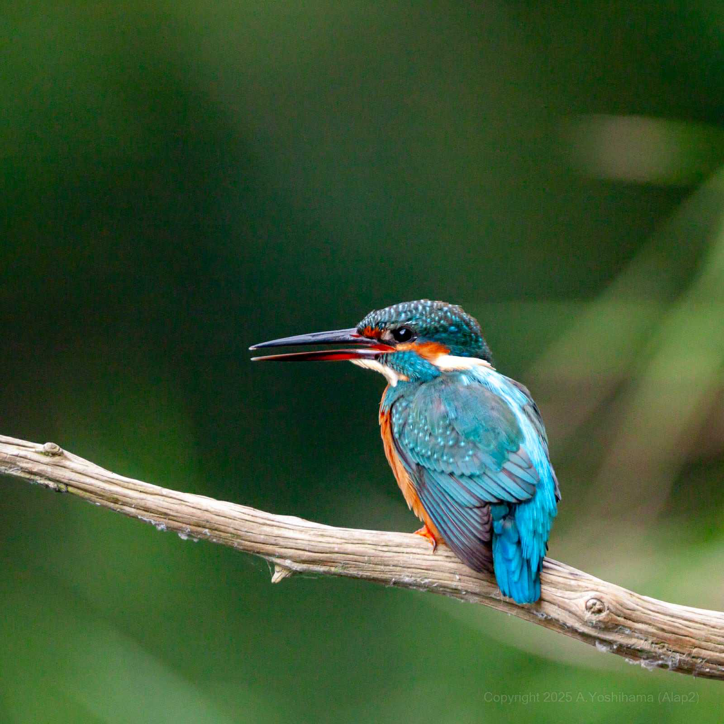 Kachofugetsu - Kingfisher Fountain Pen BUNGUBOX x Esterbrook