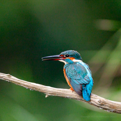 Kachofugetsu - Kingfisher Fountain Pen BUNGUBOX x Esterbrook