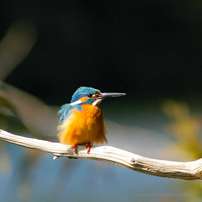 Kachofugetsu - Kingfisher Fountain Pen BUNGUBOX x Esterbrook