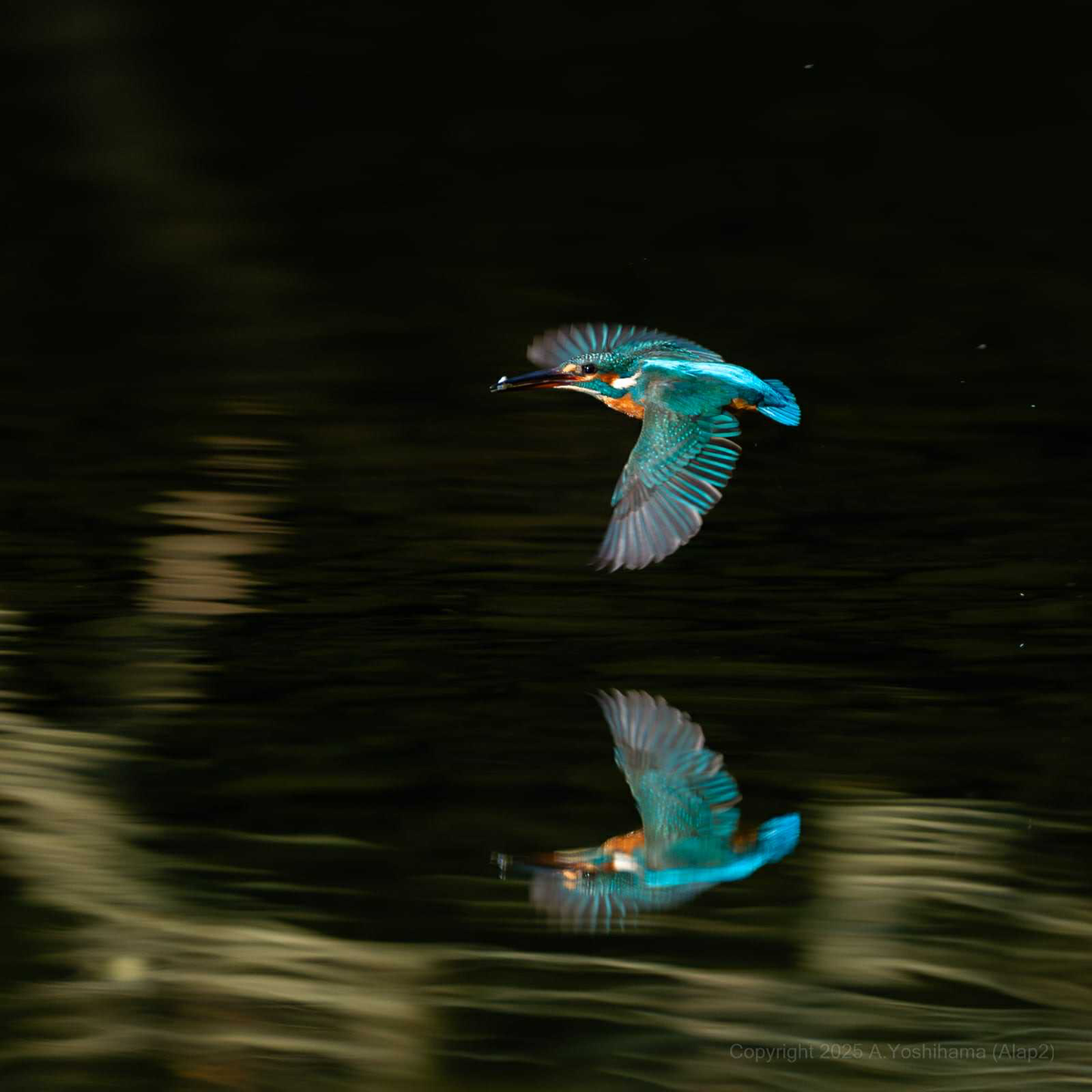 Kachofugetsu - Kingfisher Fountain Pen BUNGUBOX x Esterbrook