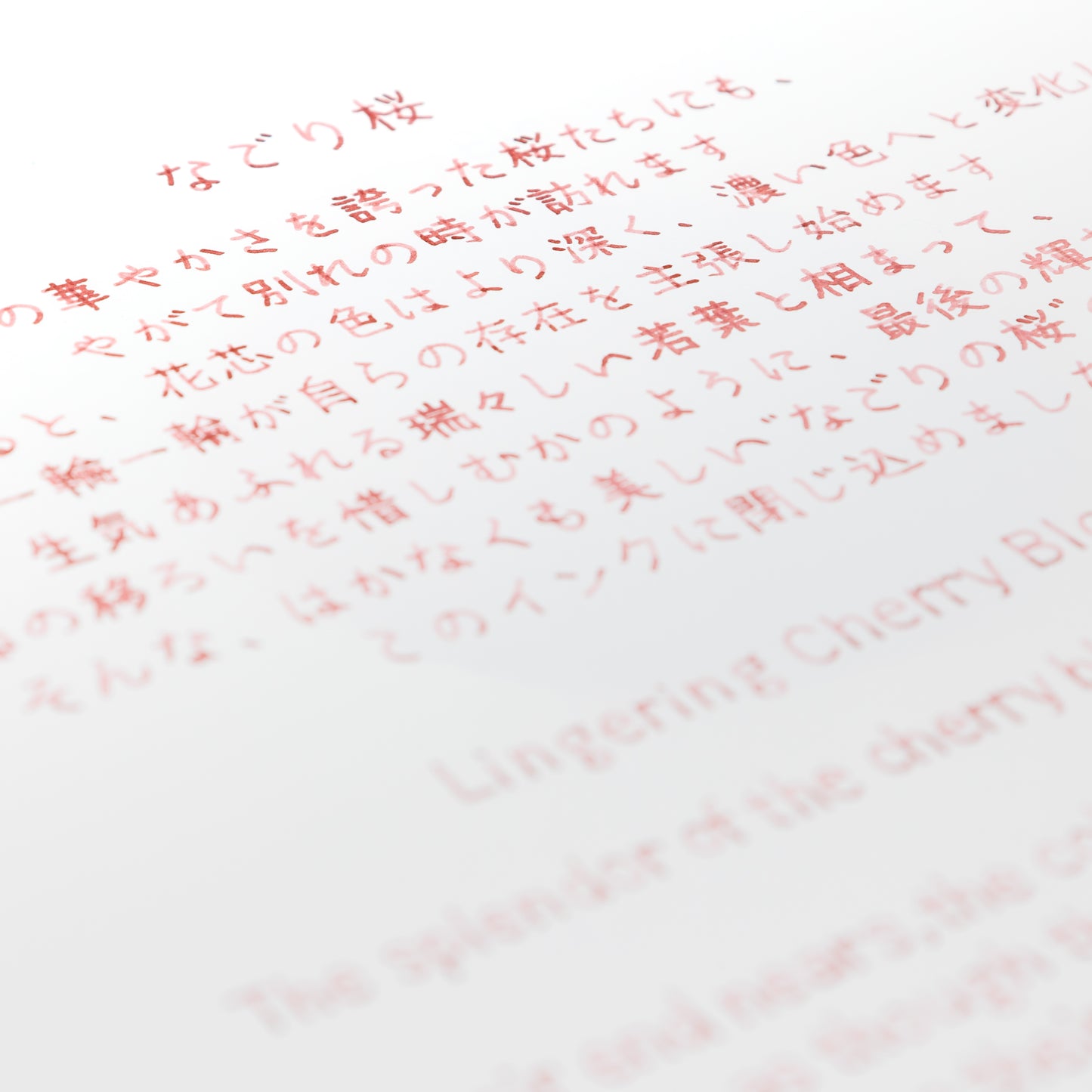 Lingering Cherry Blossoms Ink